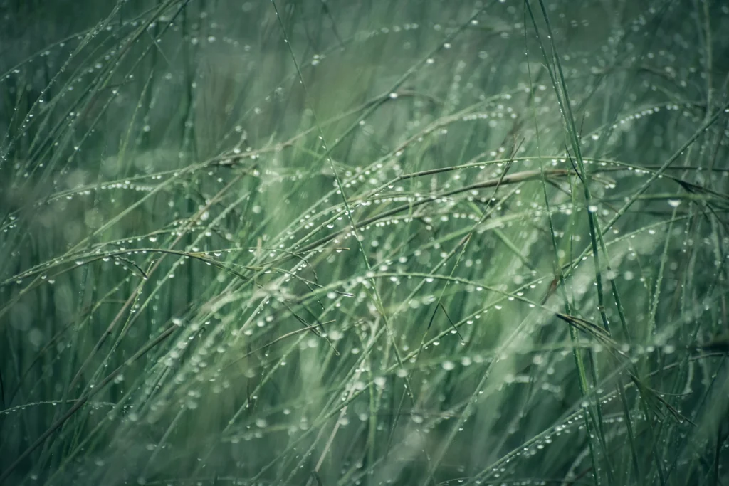 L'eau de pluie peut être utilisée pour réduire la consommation d'eau potable