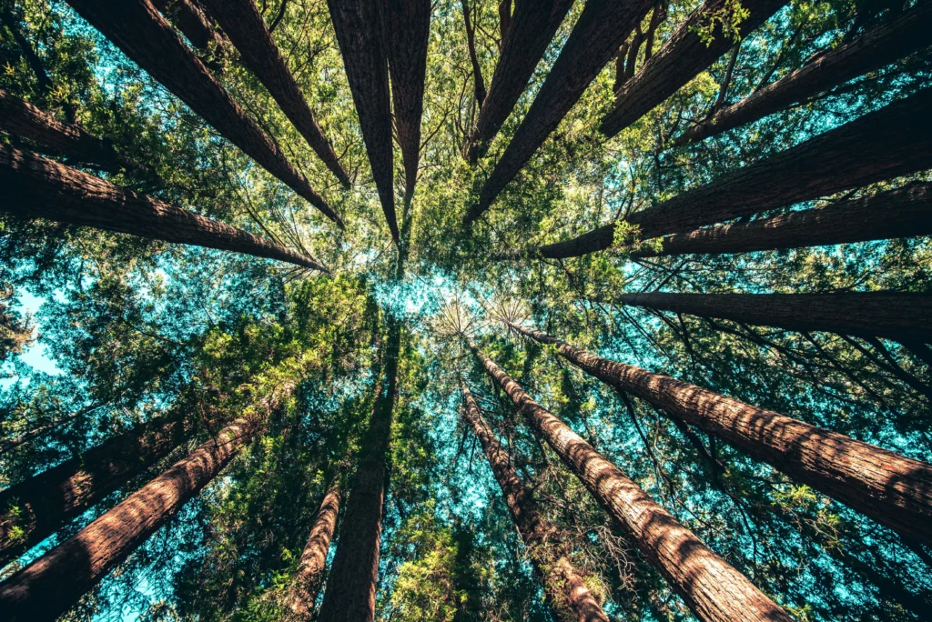 Les forêts sont des zones spongieuses