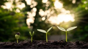 Petites pousses qui sortent de terre